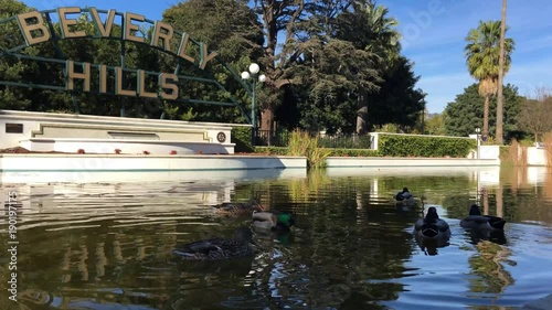 A handheld close up on ducks swimming by the Beverly Hills' fountain.
