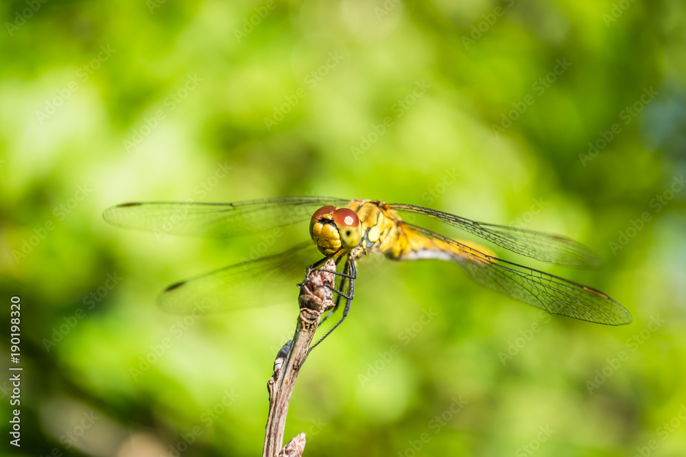 Dragonfly in their natural environment Dragonfly in their natural environment