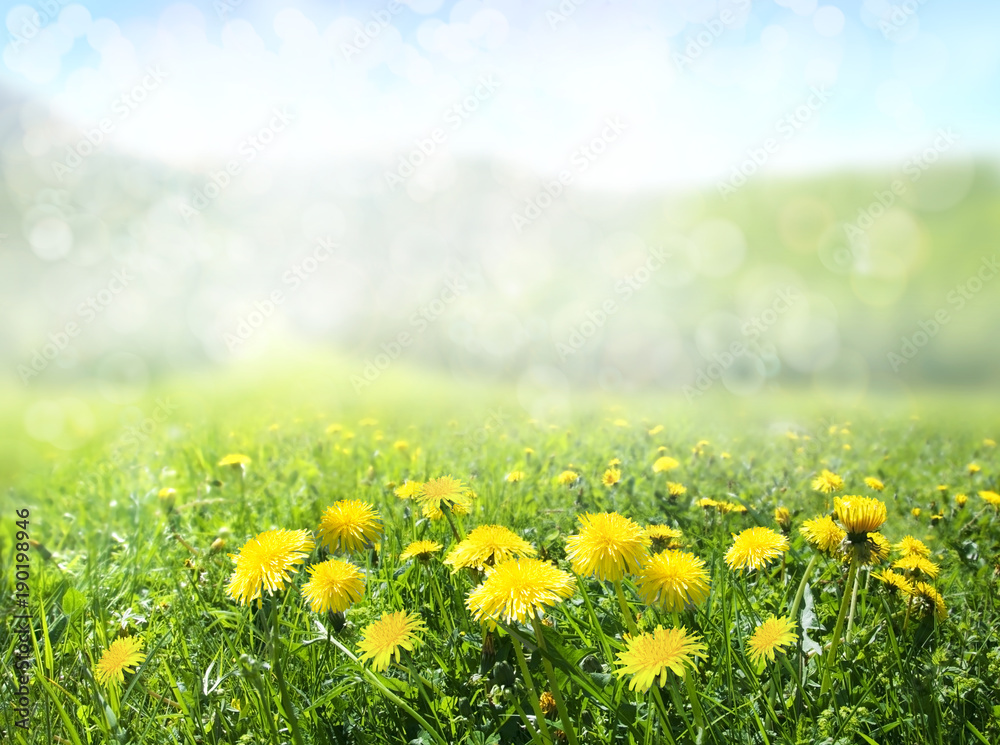 The field of dandelions. Nature background.