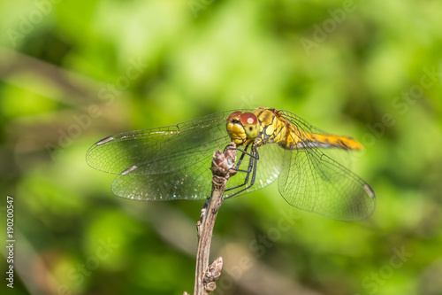 Dragonfly in their natural environment 