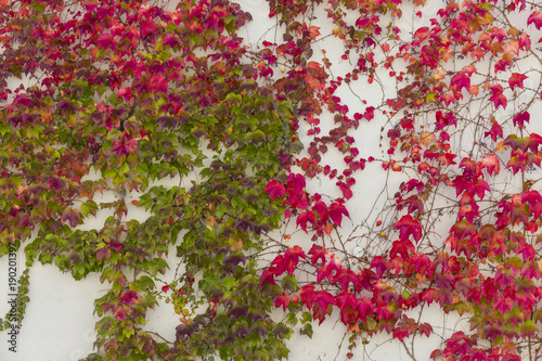 ivy growing on a concrete wall © elgreko