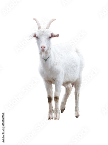 Leinwand Poster White goat . Isolated.