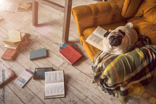 Smart dog in library photo