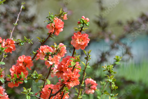 Foto cognassier du japon,  fleur orange du printemps, Alsace, France