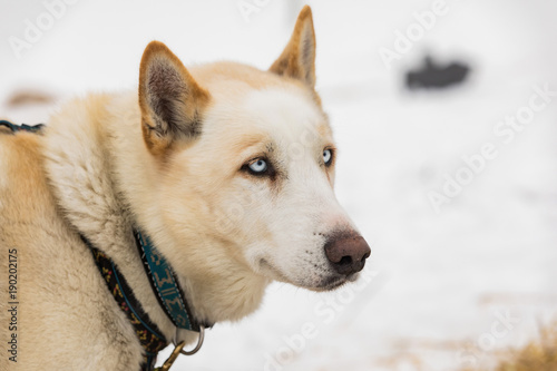 Portrait of Husky dog in winter landscape. © murmakova