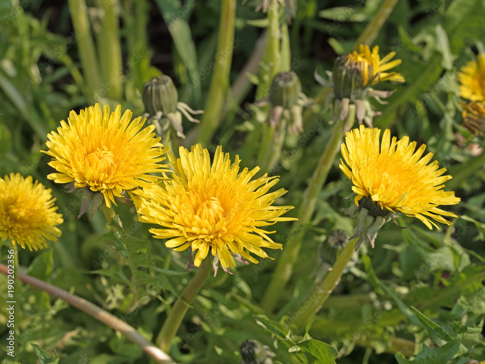 Blühender Löwenzahn, Taraxacum Blühender Löwenzahn, Taraxacum