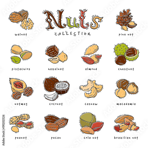 Nuts vector nutshell of hazelnut almond and walnut nutrition illustration set cashew peanut and chestnut with nutmeg isolated on white background