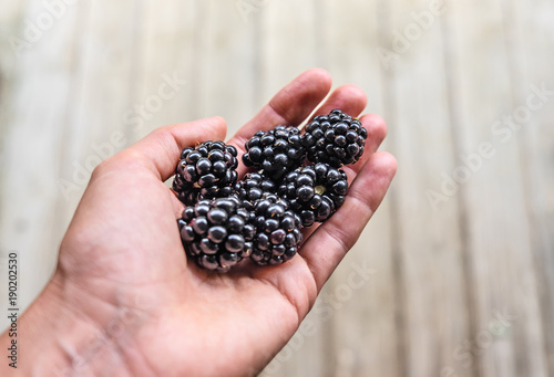Hand holding harvest of large freshly picked blackberries against simple decking background with copy space.