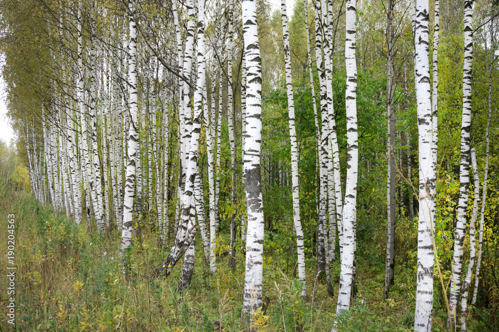 birch forest in sunlight in the morning . birch forest in sunlight in the morning .
