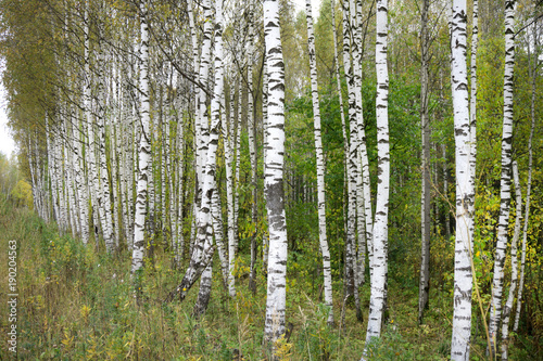 birch forest in sunlight in the morning .