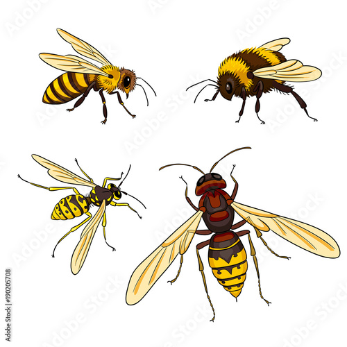 Pszczoła, osa, trzmiel, szerszeń - ilustracji wektorowych