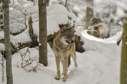Wolf im Winterwald © Xaver Klaussner