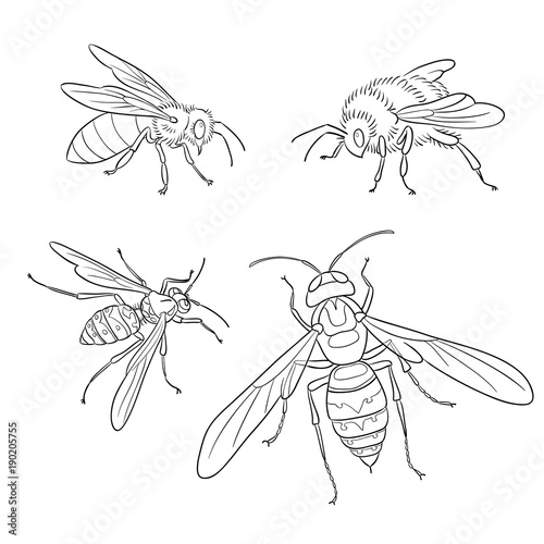 Bee, wasp, bumblebee, hornet in outlines - vector illustration