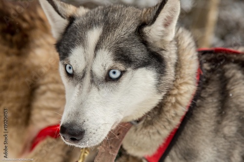 husky