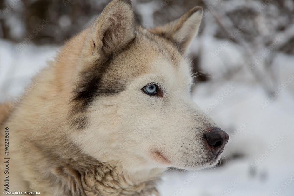 husky husky