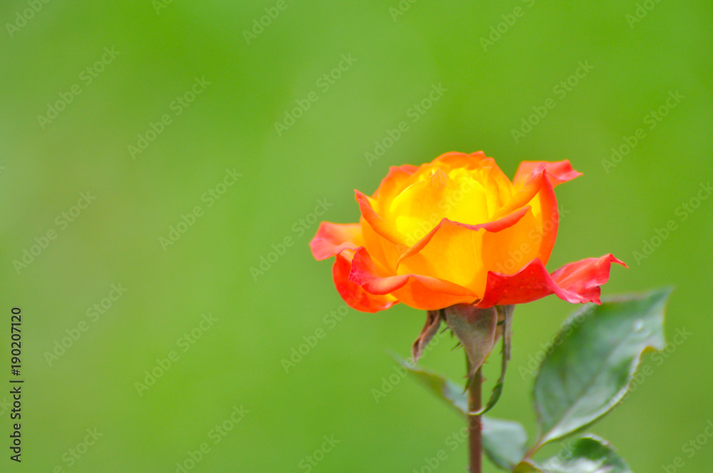 Obraz premium Yellow-orange rose. Beautiful rose with green natural background