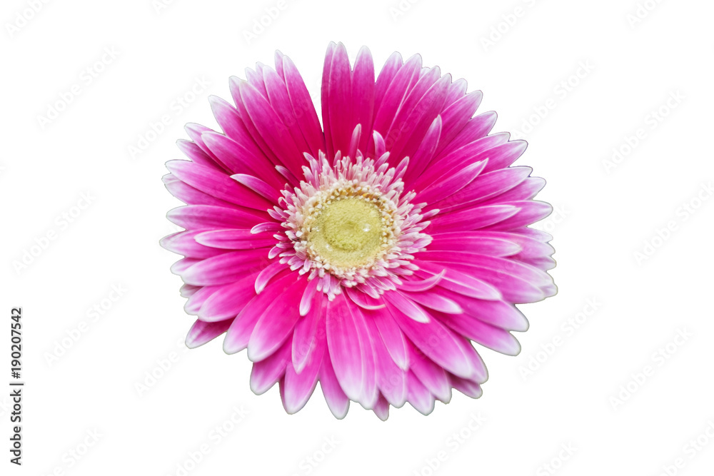 Chrysanthemum is isolated on white background with clipping path, pink flower