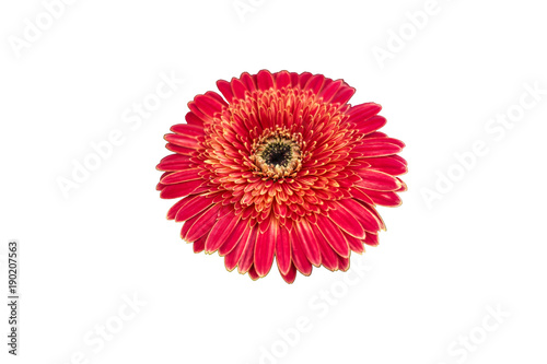 Chrysanthemum is isolated on white background with clipping path  pink and red flower