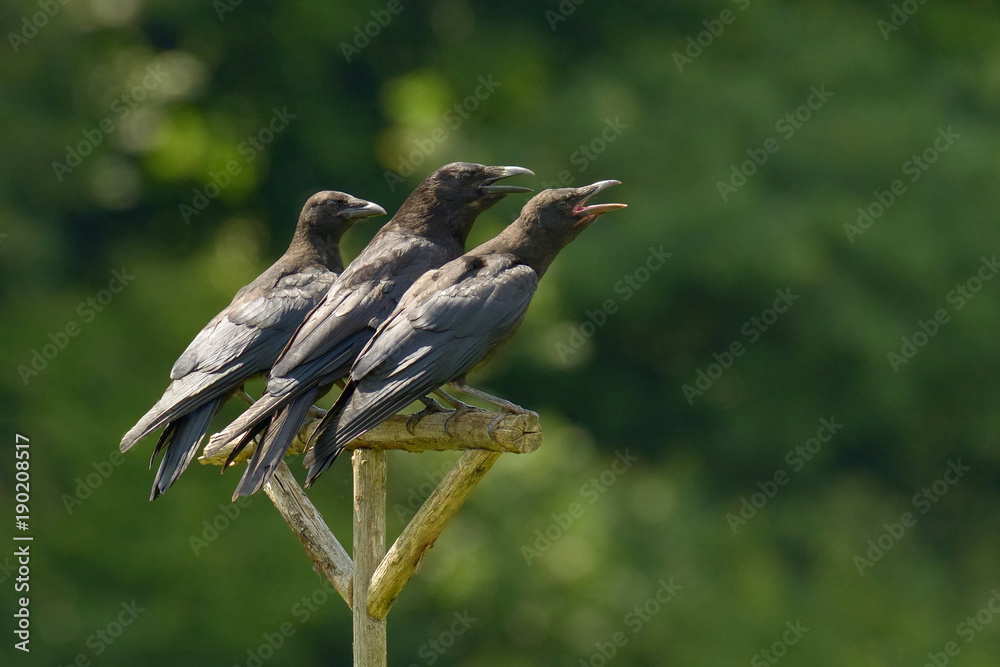 Naklejka premium Krähen-Trio