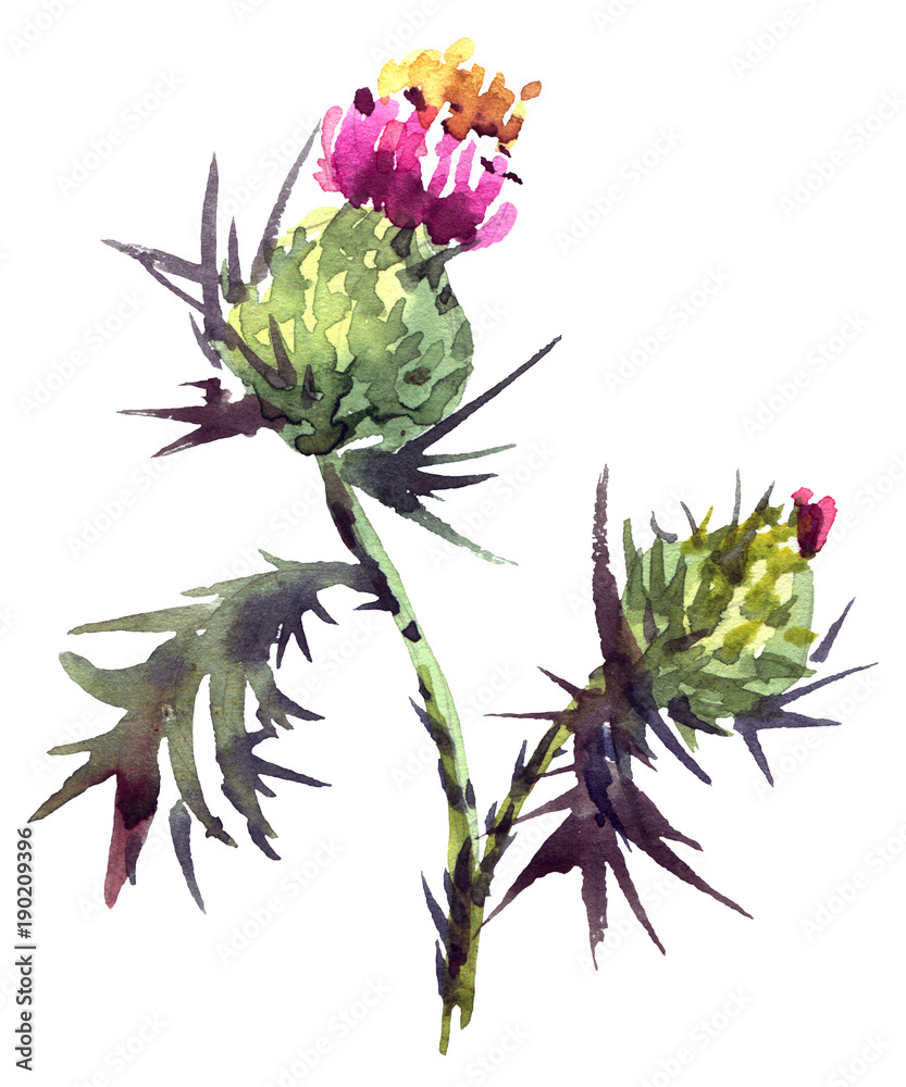 Fototapeta premium Watercolor thistle flower