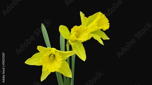 Time-lapse of opening yellow narcissus flowers 3a1 in Animation format with ALPHA transparency channel isolated on black background
 photo