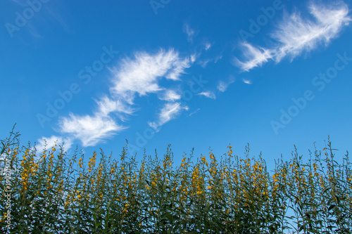 blue sky background with tiny clouds.