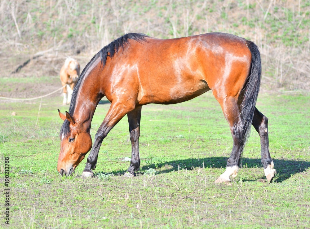 Horses at the farm Horses at the farm