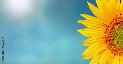 petals of sunflower on sunny blie sky background photo