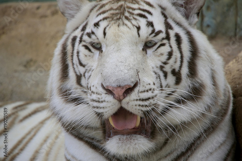 Weißer Tiger (Panthera tigris) Kopf, Portrait © Aggi Schmid
