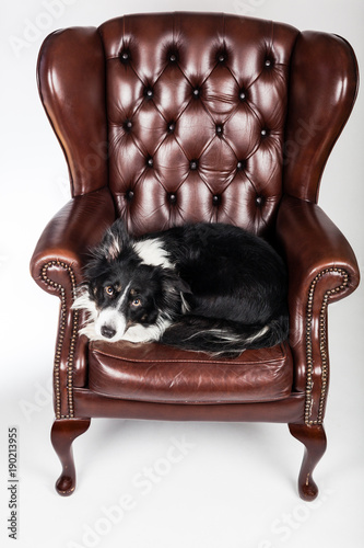 bordercollie ligger i en ståtlig skinnfåtölj i studio med vit bakgrund photo