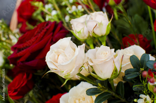 a beautiful spring bouquet of red and white pink roses. Spring holiday women s day  mother s day