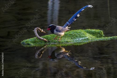 Red mouth blue magpie