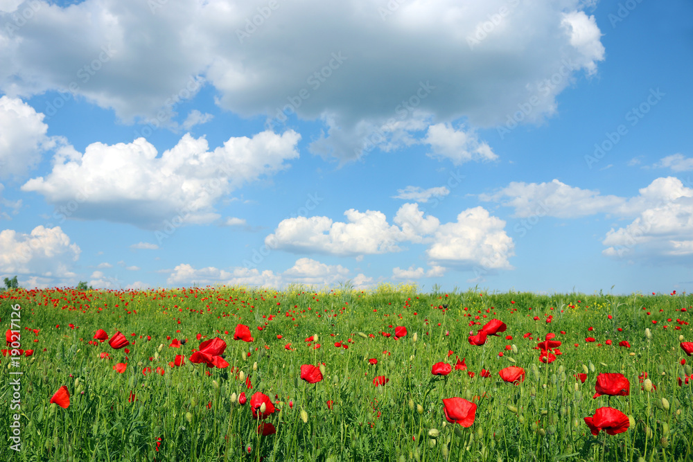 Poppies flower meadow and blue sky with clouds landscape