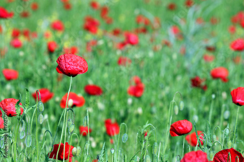 red poppies flower and green meadow spring season