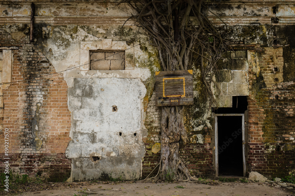 Obraz premium Basketball hoop on an old tree