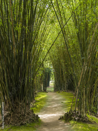 path in a bamboo forest