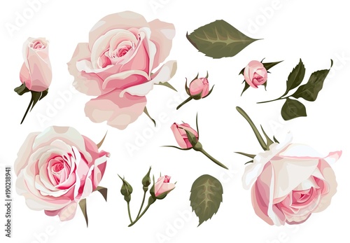 Fototapeta Realistyczne róże wektor clipart zestaw 11 elementów różowy kwiat obraz