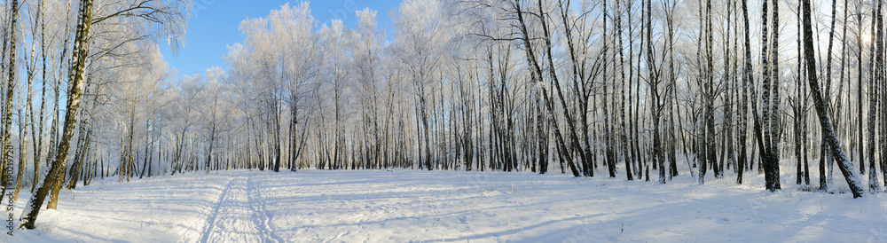 Birch grove in hoarfrost, picturesque winter landscape Birch grove in hoarfrost, picturesque winter landscape