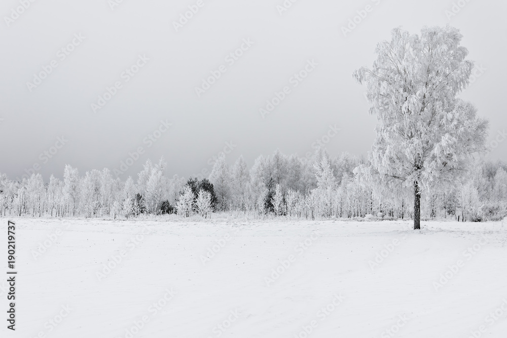 Fototapeta premium Lonely birch in hoarfrost
