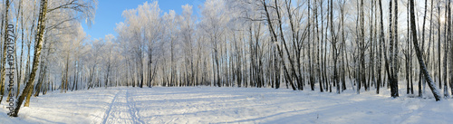Birch grove in hoarfrost, picturesque winter landscape
