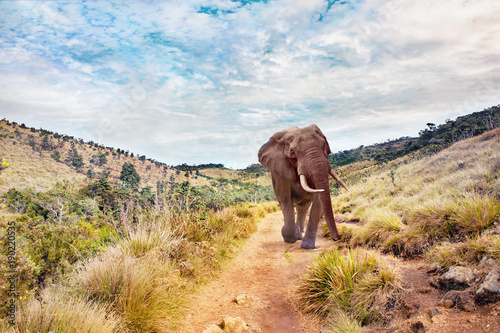 Big elephant in a landscape