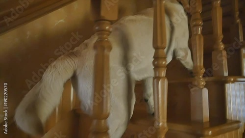 the dog climbs up the stairs