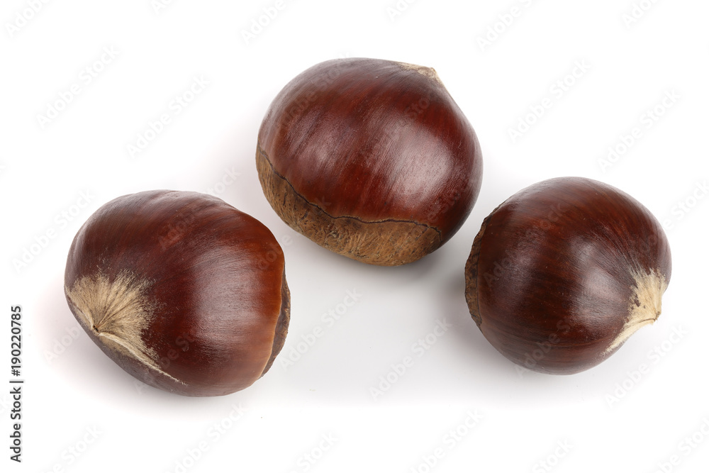fresh edible chestnut isolated on white background fresh edible chestnut isolated on white background