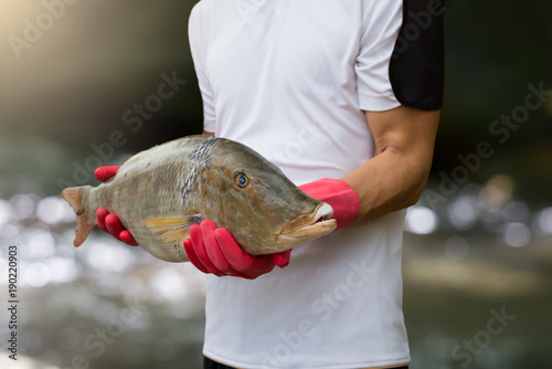 Fototapeta Naklejka Na Ścianę i Meble -  Fresh fish in hands.Man hands in red gloves holding fresh fish called hua sium one of the most popular fish seafood caught from andaman sea with water bokeh background.