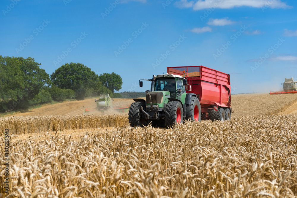 Fototapeta premium Tractor with loader wagon at the grain harvest - 2794