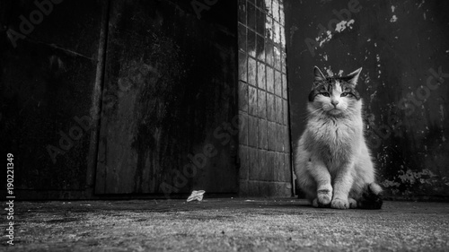 lonely homeless cat