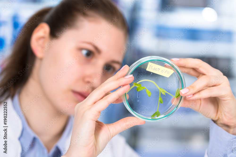technician in the laboratory of plant genetics investigates the sprout of soybean technician in the laboratory of plant genetics investigates the sprout of soybean