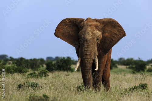 elephant © Herbert