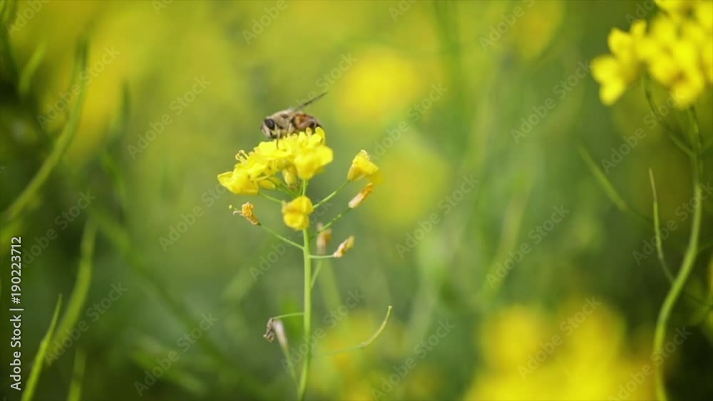 Bee collects nectar from mustard rapeseed flower slow motion. Bee collects nectar from mustard rapeseed flower slow motion.