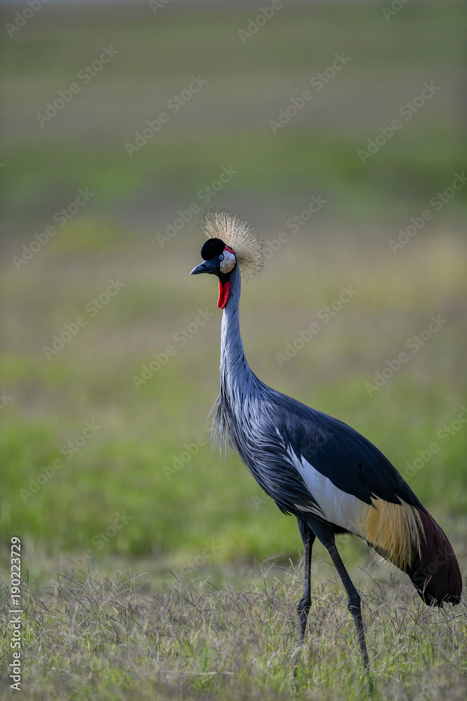 crowned crane